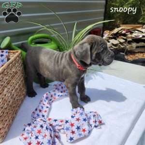 Snoopy, Cane Corso Puppy