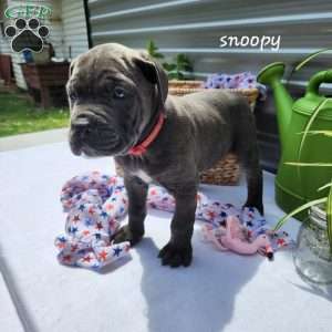 Snoopy, Cane Corso Puppy