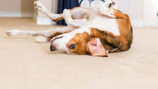 Why Do Dogs Go Crazy After a Bath?