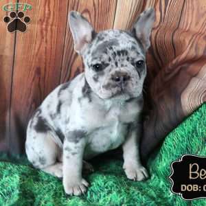 Bella, French Bulldog Puppy