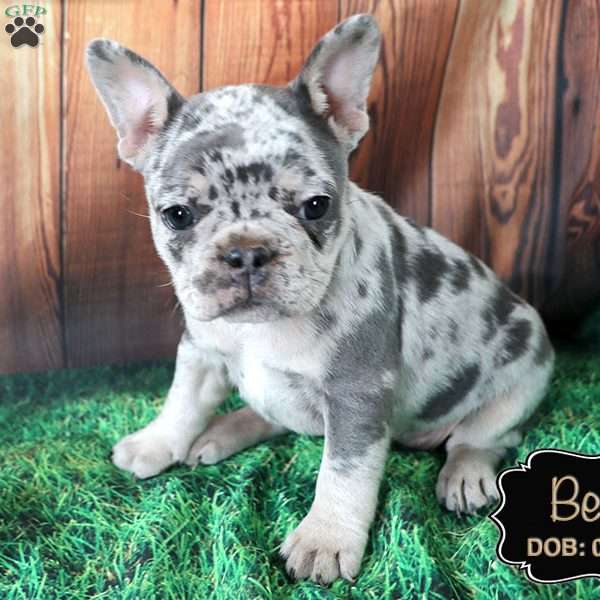 Bella, French Bulldog Puppy