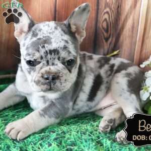 Bella, French Bulldog Puppy