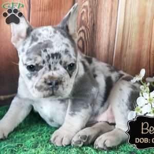 Bella, French Bulldog Puppy