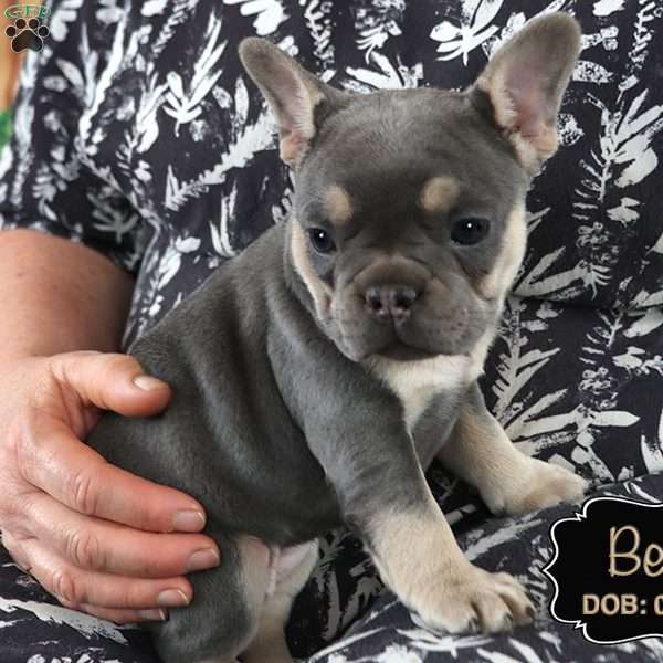 Belle, French Bulldog Puppy