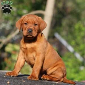 Blake, Fox Red Labrador Retriever Puppy