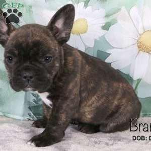 Brandy, French Bulldog Mix Puppy