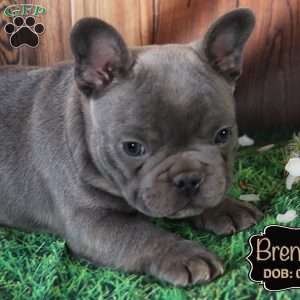 Brendan, French Bulldog Puppy