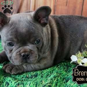 Brendan, French Bulldog Puppy