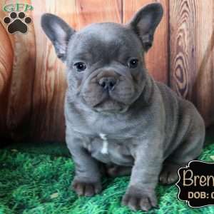 Brendan, French Bulldog Puppy