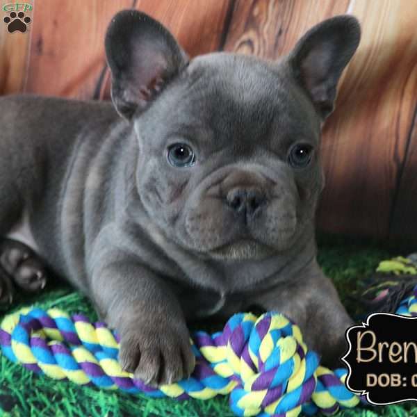 Brendan, French Bulldog Puppy