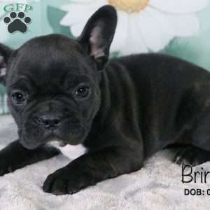 Brinlee, French Bulldog Mix Puppy