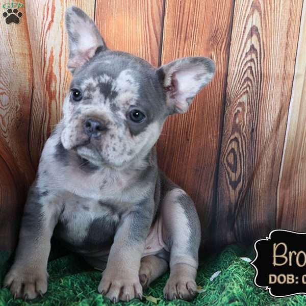 Brock, French Bulldog Puppy
