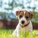 brown and white puppy sitting in grass