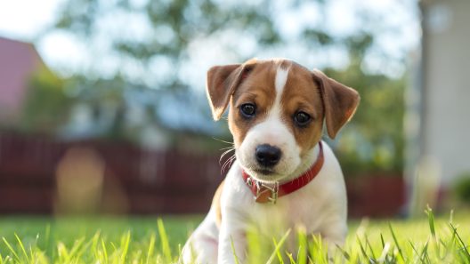 How to Protect Grass From Dog Urine