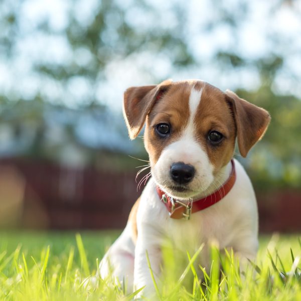 brown and white puppy sitting in grass
