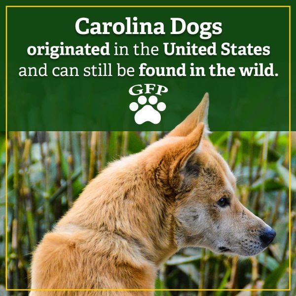 carolina dog with text that reads carolina dogs originated in the unites states and can still be found in the wild