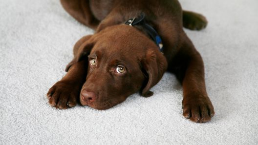 How to Clean Dog Poop From Carpet