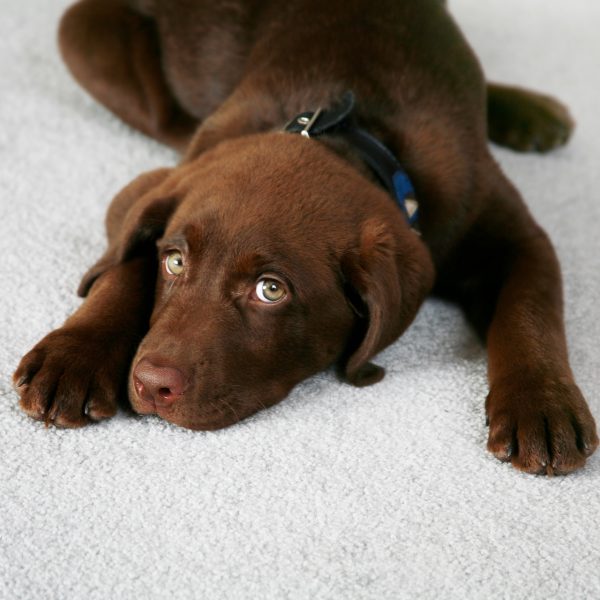 chocolate lab puppy lying on a light carpet