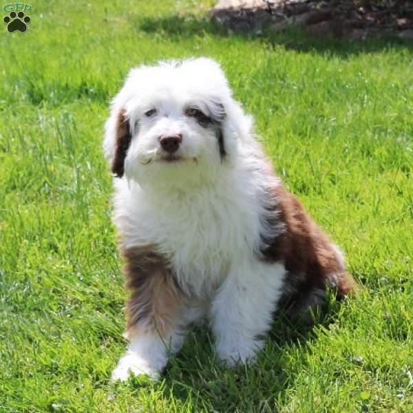 Claire, Mini Aussiedoodle Puppy