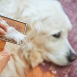 closeup of a woman's hand pulling fur out of a brush with a golden retriever in the background