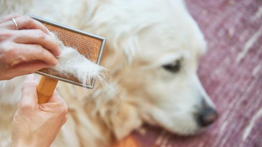 What to Know About Alopecia in Dogs