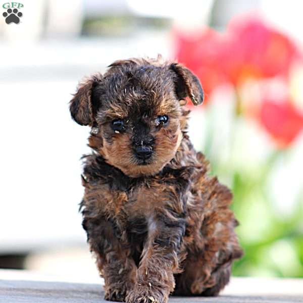 Daisy, Yorkie Poo Puppy