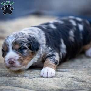 Dax, Mini Bernedoodle Puppy