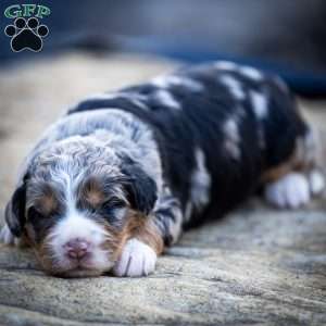 Dax, Mini Bernedoodle Puppy