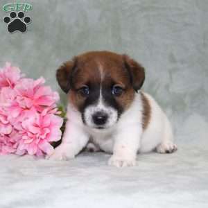 Dozer, Jack Russell Terrier Puppy