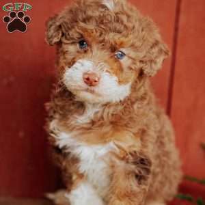 Carla, Mini Bernedoodle Puppy