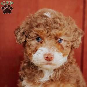 Carla, Mini Bernedoodle Puppy