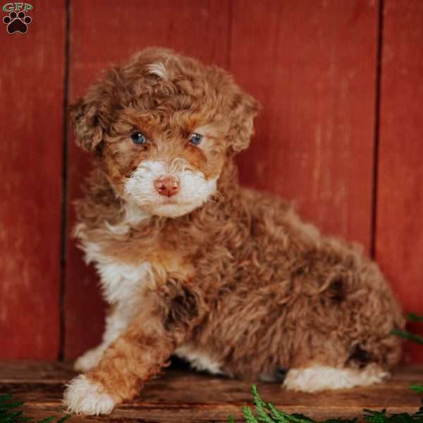Carla, Mini Bernedoodle Puppy