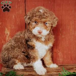 Carla, Mini Bernedoodle Puppy