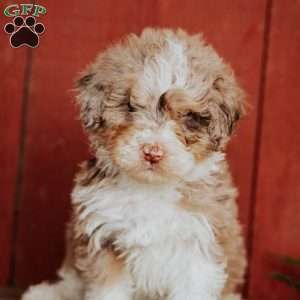 Cherry, Mini Bernedoodle Puppy