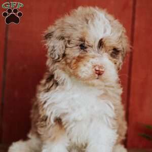 Cherry, Mini Bernedoodle Puppy