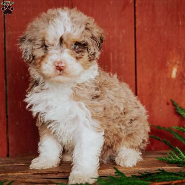 Cherry, Mini Bernedoodle Puppy