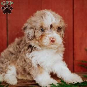 Cherry, Mini Bernedoodle Puppy