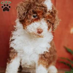 Chloe, Mini Bernedoodle Puppy