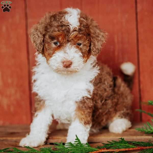 Chloe, Mini Bernedoodle Puppy