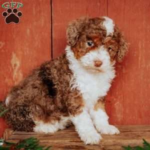 Chloe, Mini Bernedoodle Puppy