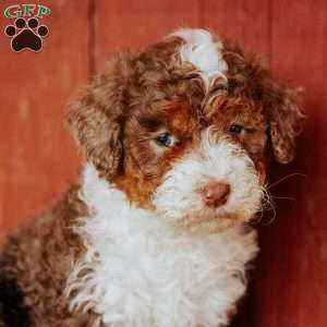 Chloe, Mini Bernedoodle Puppy