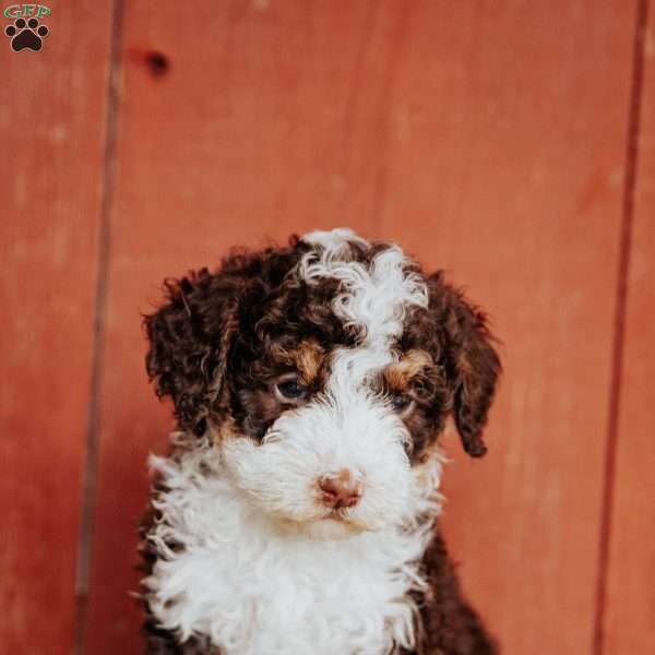Curly, Mini Bernedoodle Puppy