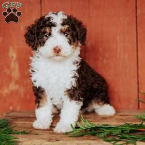 Curly, Mini Bernedoodle Puppy