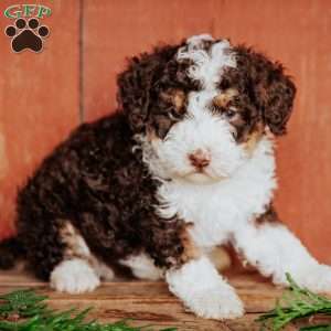 Curly, Mini Bernedoodle Puppy
