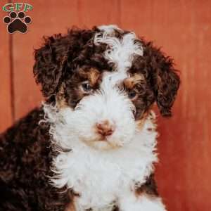 Curly, Mini Bernedoodle Puppy