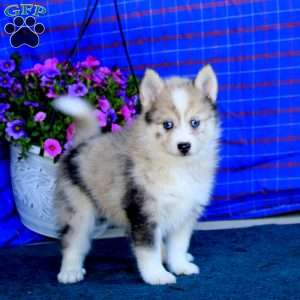 Ginger, Pomsky Puppy