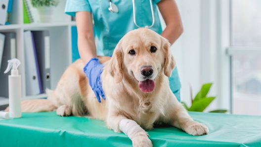 What to Know About Folliculitis in Dogs