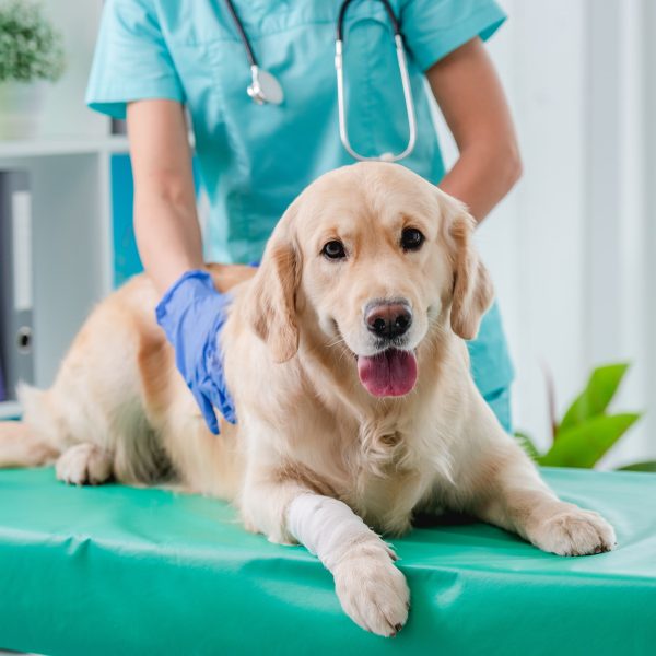 golden retriever being examined at the vet