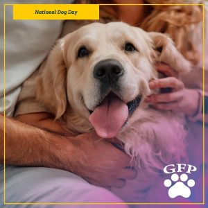 golden retriever getting petted, image for national dog day