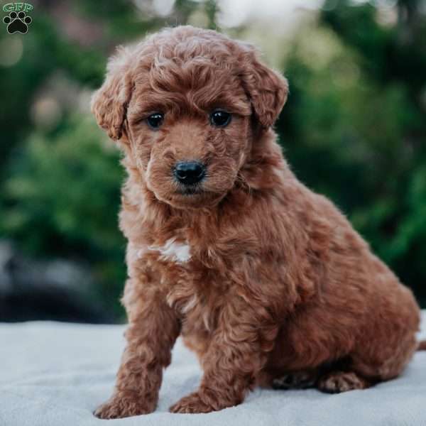 Hailey, Mini Goldendoodle Puppy